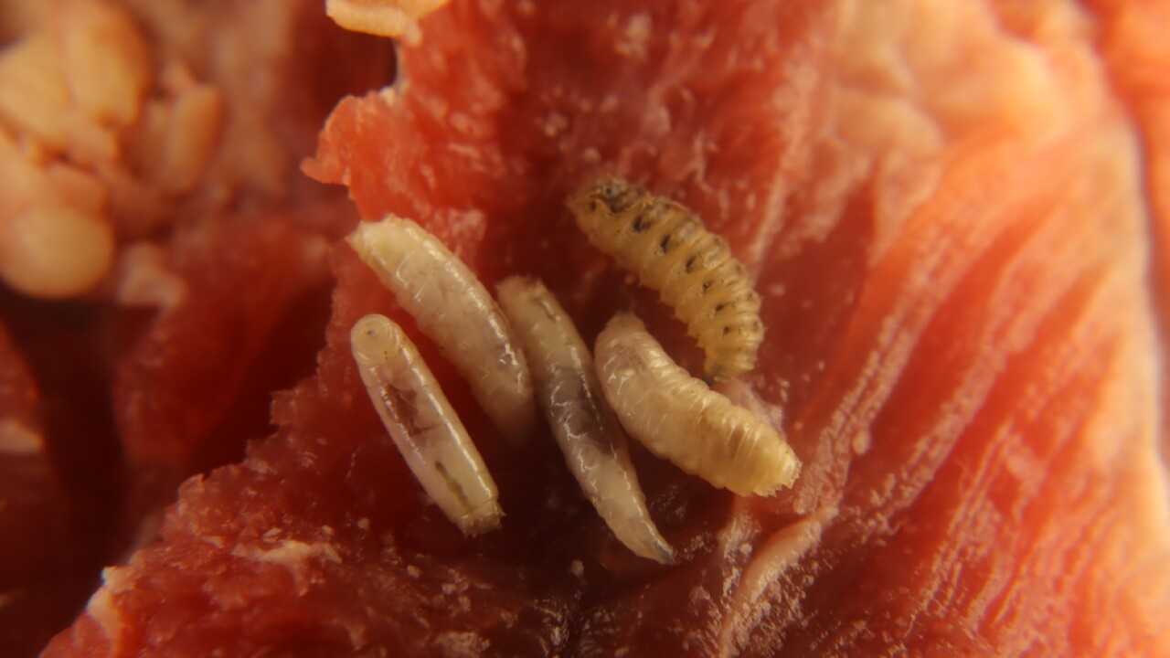 ABD’de Et Yiyen Parazit: Screwworm İnsanlarda Görüldü